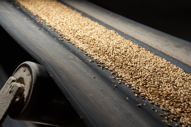 conveyor belt with barley - Photo, Image