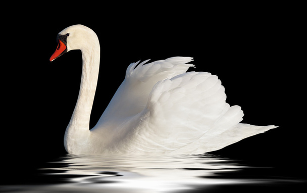 Fluffy white swan. - Photo, Image