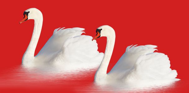 Два белых лебедя
. - Фото, изображение