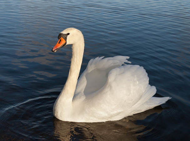 Cisne blanco en el agua. - Foto, Imagen