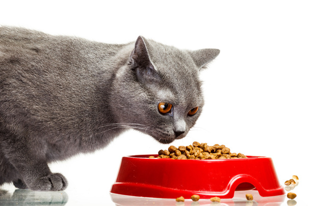 Gray cat eating from the bowl isolated on white - Foto, afbeelding
