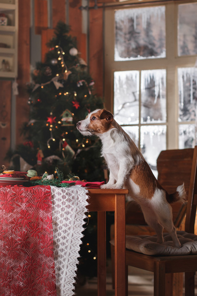 Dog breed Jack Russell Terrier holiday, Christmas - Φωτογραφία, εικόνα