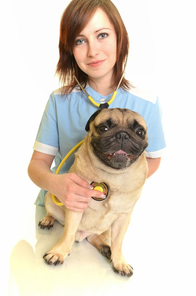 Veterinarian doctor with dog - Фото, зображення