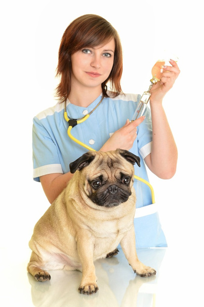 Veterinarian doctor with dog - Foto, Imagem