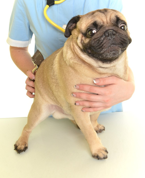 Veterinarian doctor with dog - Φωτογραφία, εικόνα