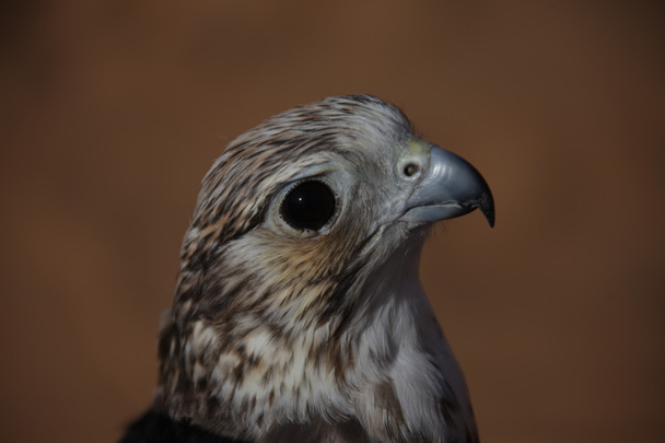 Ptačí orel v poušti - Fotografie, Obrázek