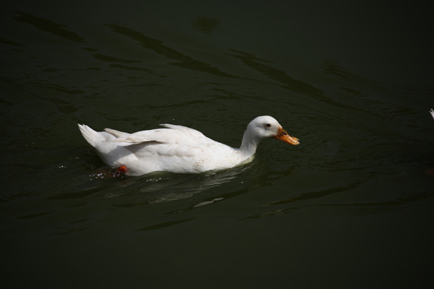 kacsák a vízben - Fotó, kép