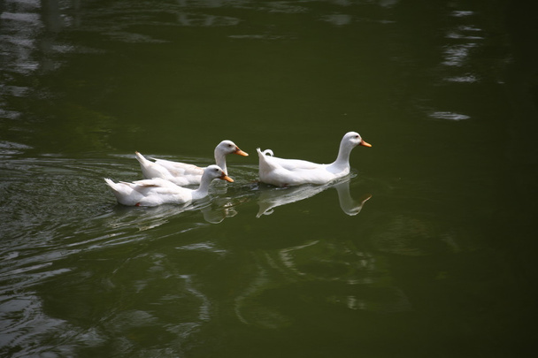 kachny ve vodě - Fotografie, Obrázek