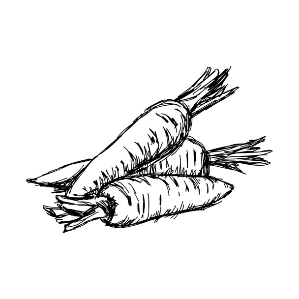 illustration vectorielle gribouille dessinée à la main de croquis carotte isolée
. - Vecteur, image