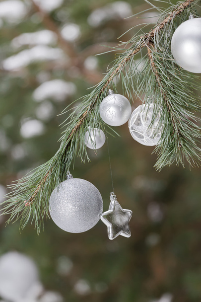 Живі соснові зелені гілки з різдвяними прикрасами вафлі і зірки
 - Фото, зображення