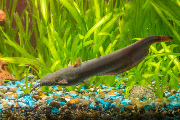 Pesce gatto pungente adulto
 - Foto, immagini