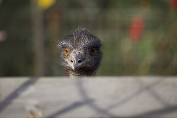 Emu (Dromaius novaehollandiae)
 - Foto, imagen