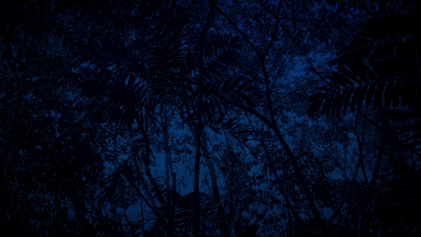 Deslizamiento bajo árboles de selva tropical en la oscuridad
 - Metraje, vídeo