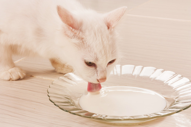 cute cat eating milk - Фото, зображення