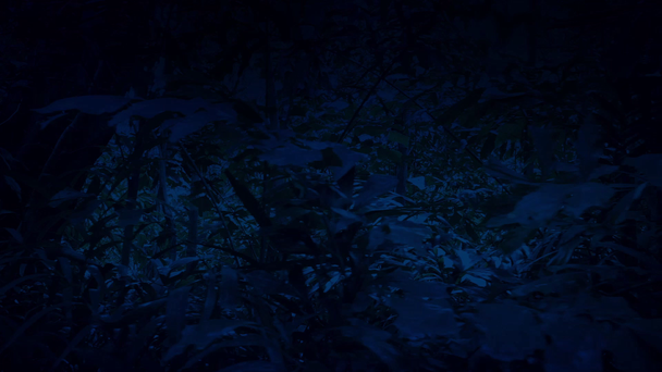 Przejść przez gęstą dżunglę w nocy, widok z boku - Materiał filmowy, wideo