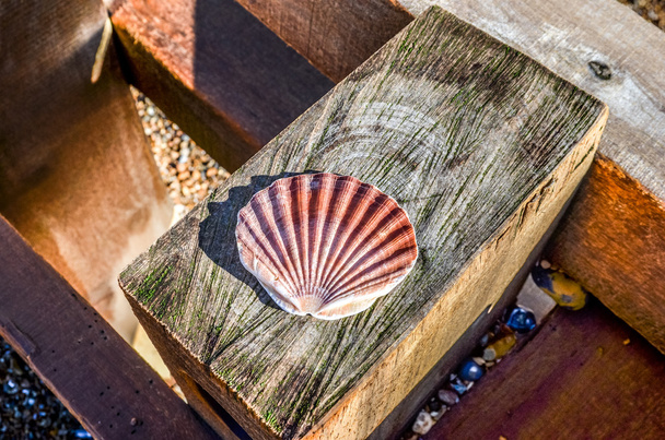 coquille de mer pétoncle sur bois
 - Photo, image