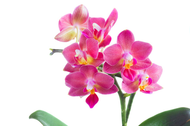 Fresh pink orchid - Фото, зображення