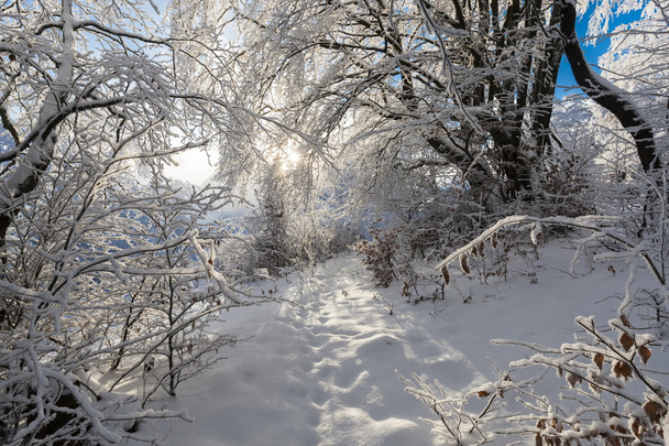 carpatians téli idő - Fotó, kép