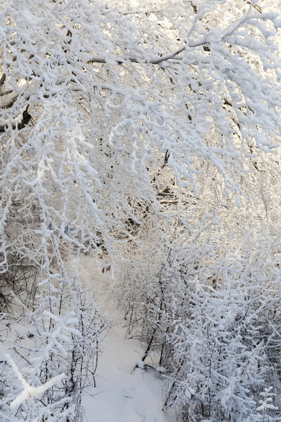 Карпати зимовий час
 - Фото, зображення