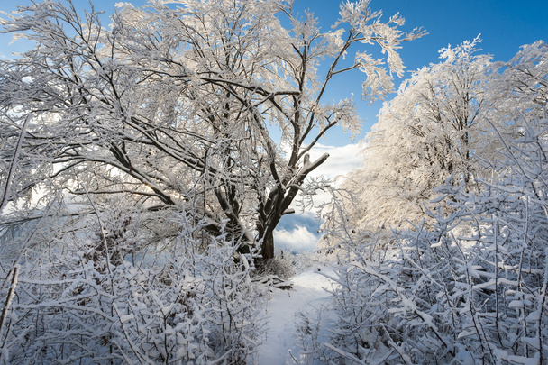 carpatians winter time - Photo, Image