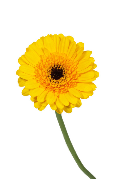 einzelne gelbe Gerbera-Blume Nahaufnahme - Foto, Bild