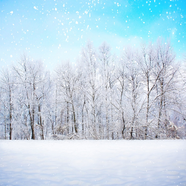 Escena de invierno en nieve
 - Foto, Imagen