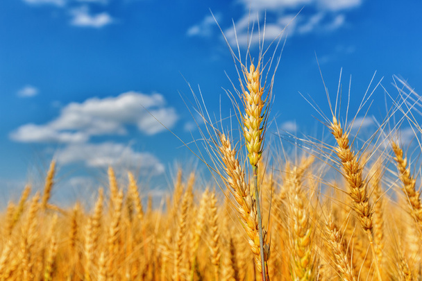Wheat ears and cloudy sky - Photo, Image