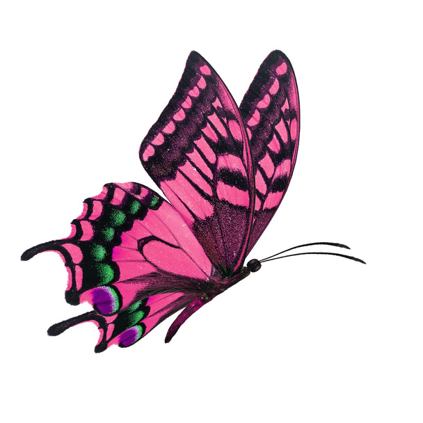 mariposa rosa volando
 - Foto, Imagen