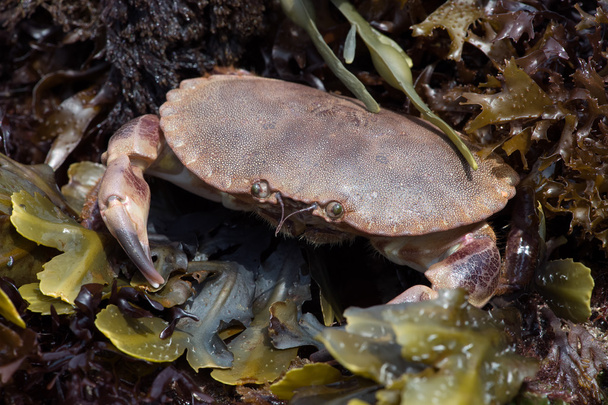 Braune Krabbe (Cancer pagarus)) - Foto, Bild
