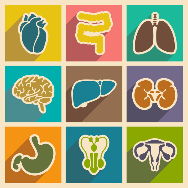 Icons of assembly internal organs in flat style - Vector, imagen