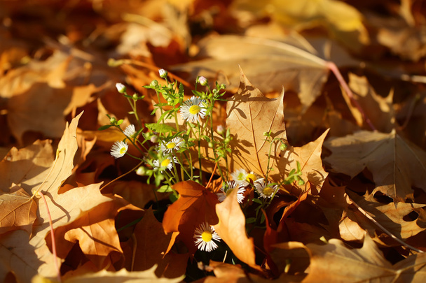 Квіти на впалих кленових листках
 - Фото, зображення