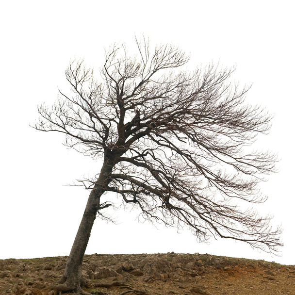 einsamer Baum - Foto, Bild