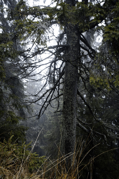 Foggy forêt de montagne sombre
 - Photo, image