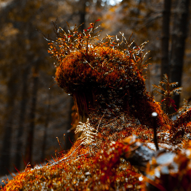 Sous-bois mousseux dans la forêt de montagne sombre
 - Photo, image
