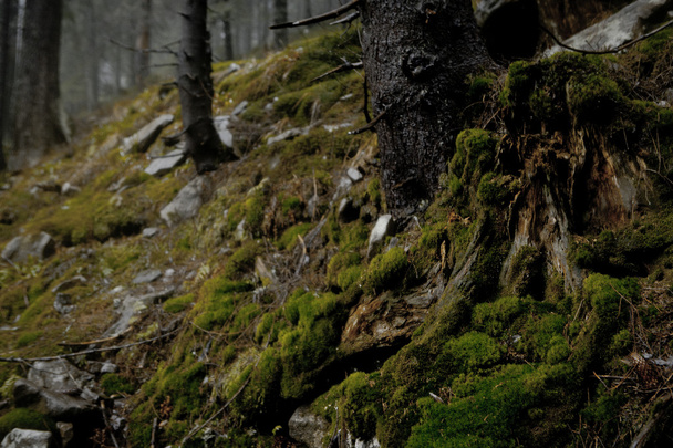 Moosiges Unterholz im dunklen Bergwald - Foto, Bild