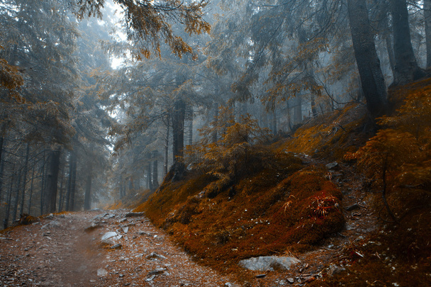 forêt brumeuse de montagne vintage
 - Photo, image