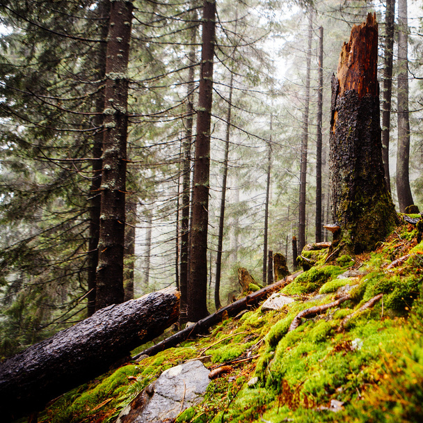 forêt brumeuse de montagne vintage
 - Photo, image