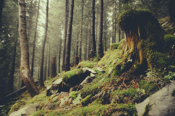 вінтажний гірський туманний ліс
 - Фото, зображення