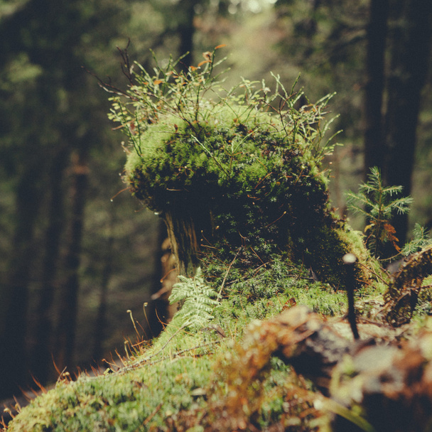 Mglisty las górski rocznik - Zdjęcie, obraz