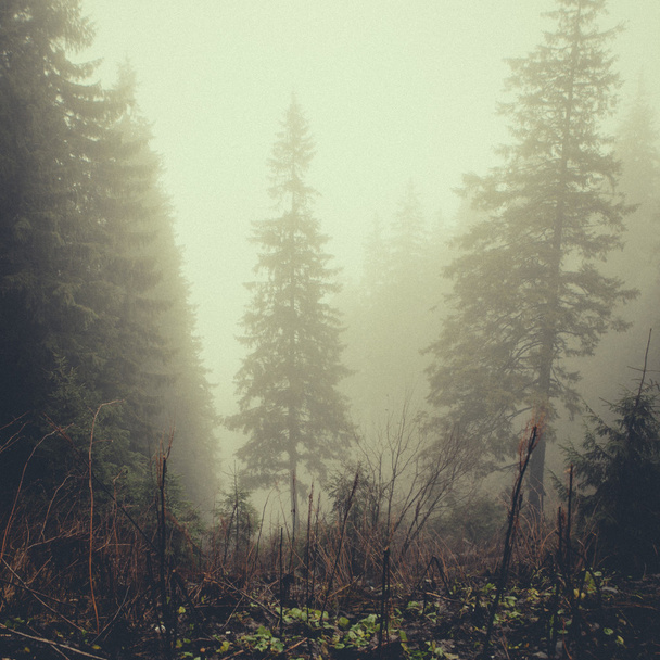 vintage mountain foggy  forest background - Photo, Image
