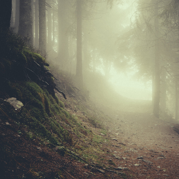 ヴィンテージ山霧の森の背景 - 写真・画像