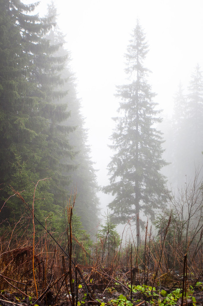 Primeval mountain forest with fog - Foto, imagen