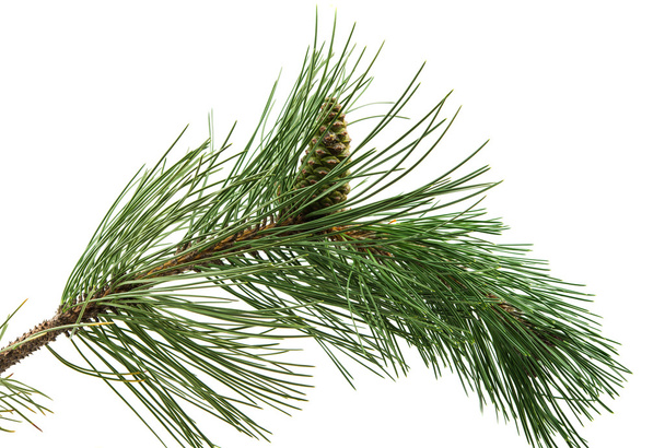 sprig of pine cones  - Photo, Image