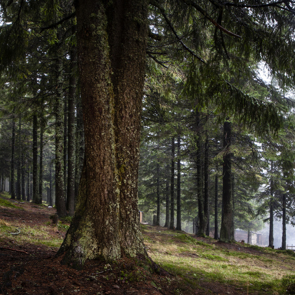 La forêt de montagne primitive avec un sol mousseux
 - Photo, image