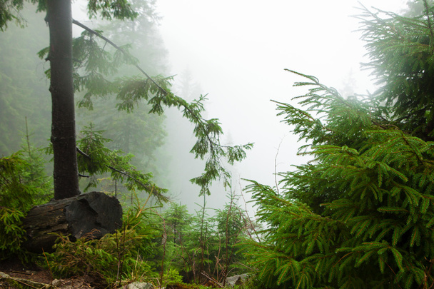 El bosque montañoso primitivo con suelo musgo
 - Foto, Imagen
