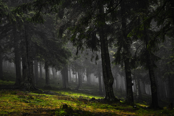 A floresta montanhosa primitiva com solo musgo
 - Foto, Imagem