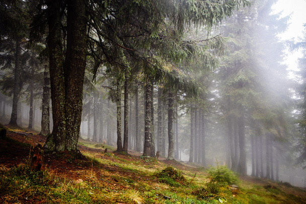 A floresta montanhosa primitiva com solo musgo
 - Foto, Imagem