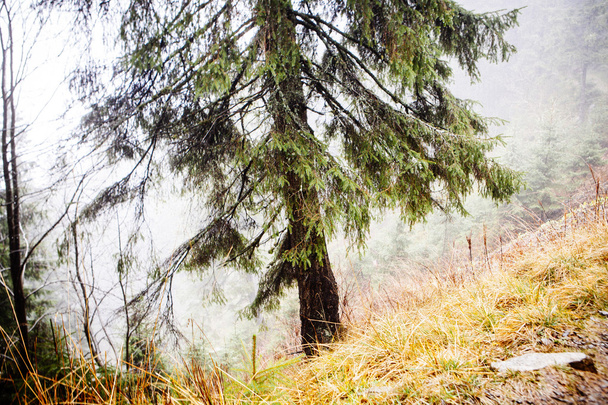 Forêt verte de montagne brumeuse et mousseuse
 - Photo, image