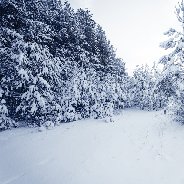 Forest Covered by Snow in Winter Landscape - Foto, imagen