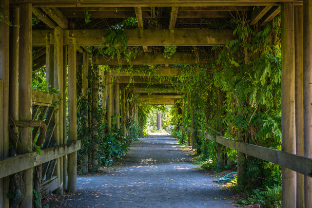Зелений коридор на дерев'яній конструкції
 - Фото, зображення